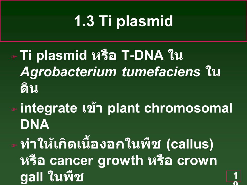 1.3 Ti plasmid Ti plasmid หรือ T-DNA ใน Agrobacterium tumefaciens ในดิน. integrate เข้า plant chromosomal DNA.