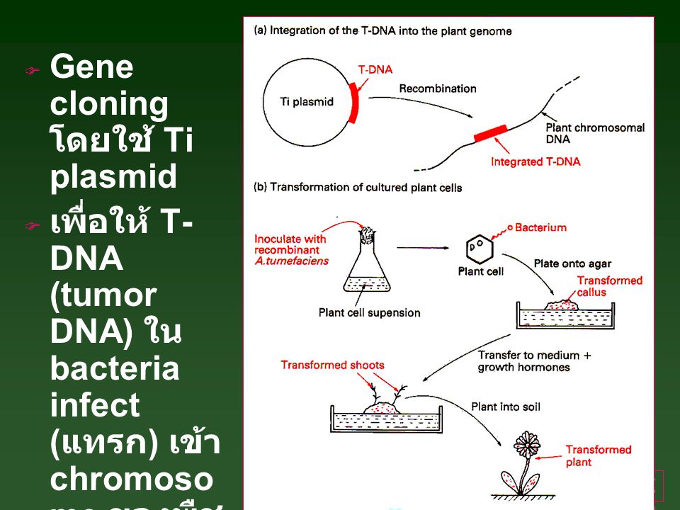 Gene cloning โดยใช้ Ti plasmid