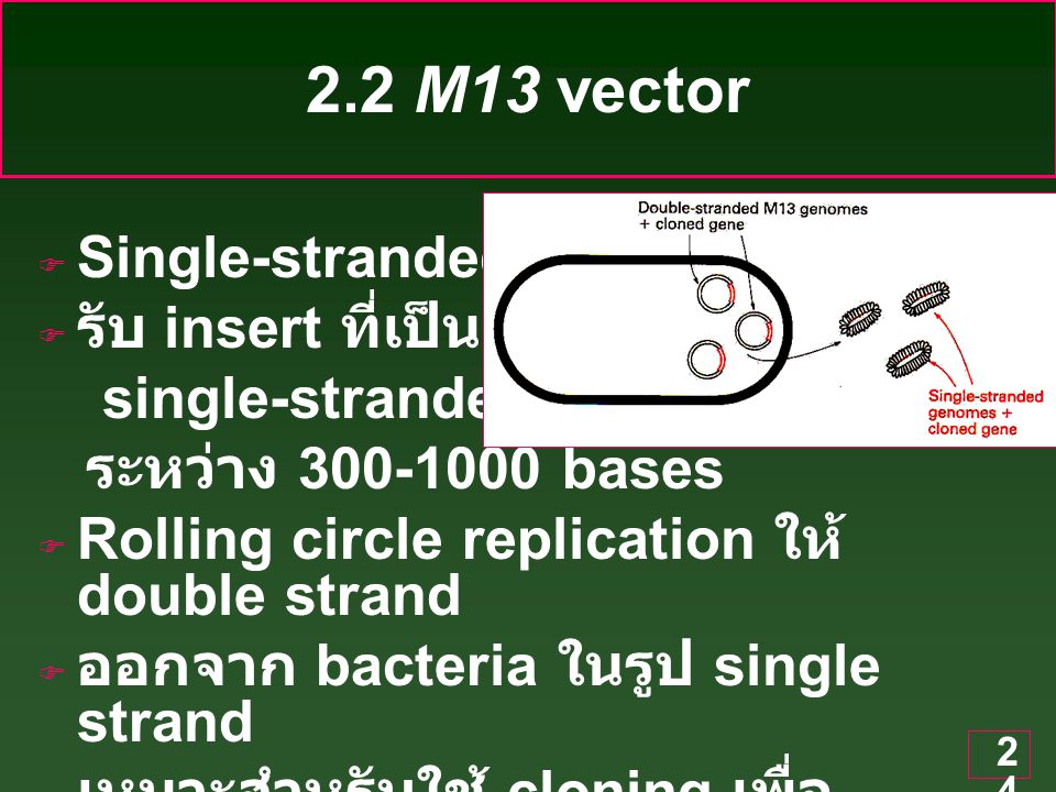 2.2 M13 vector Single-stranded phage รับ insert ที่เป็น