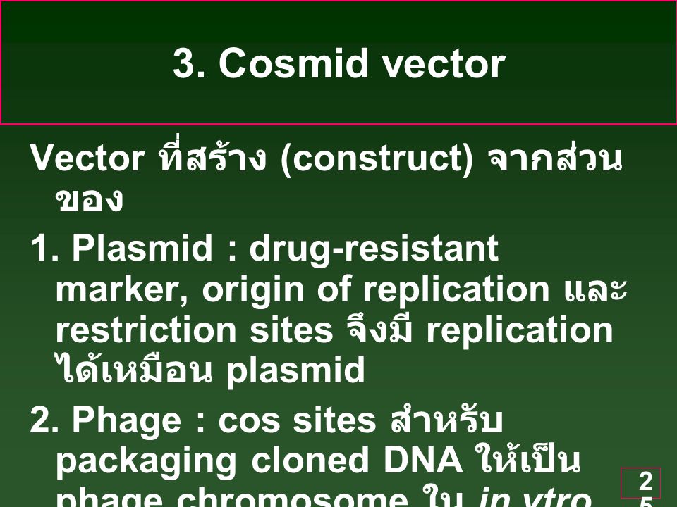 3. Cosmid vector Vector ที่สร้าง (construct) จากส่วนของ