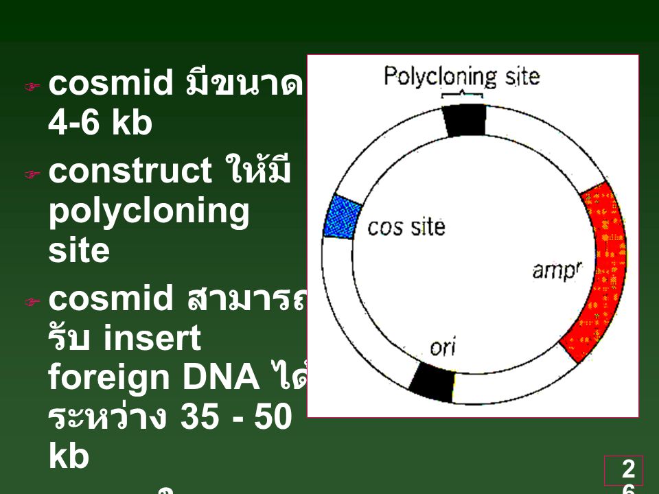 cosmid มีขนาด 4-6 kb construct ให้มี polycloning site. cosmid สามารถรับ insert foreign DNA ได้ระหว่าง kb.