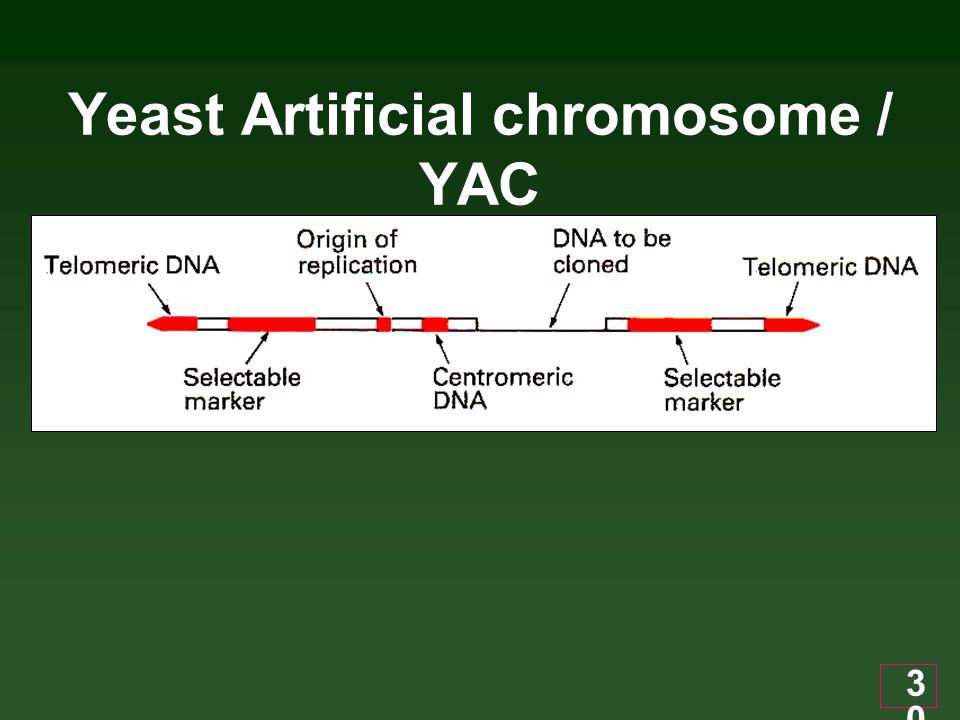 Yeast Artificial chromosome / YAC