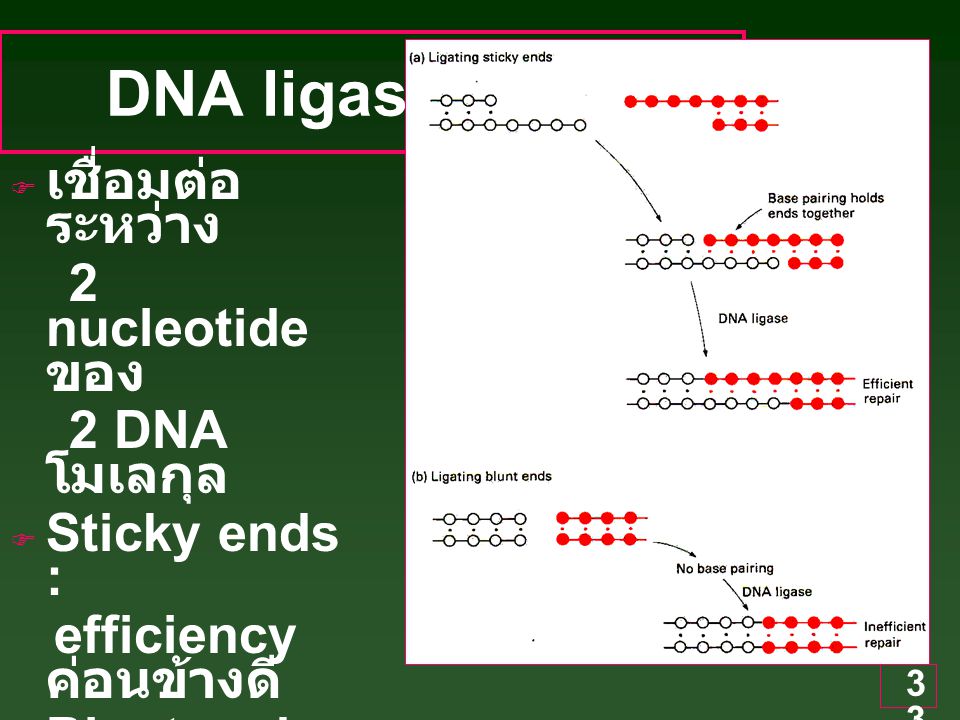 DNA ligase เชื่อมต่อระหว่าง 2 nucleotide ของ 2 DNA โมเลกุล