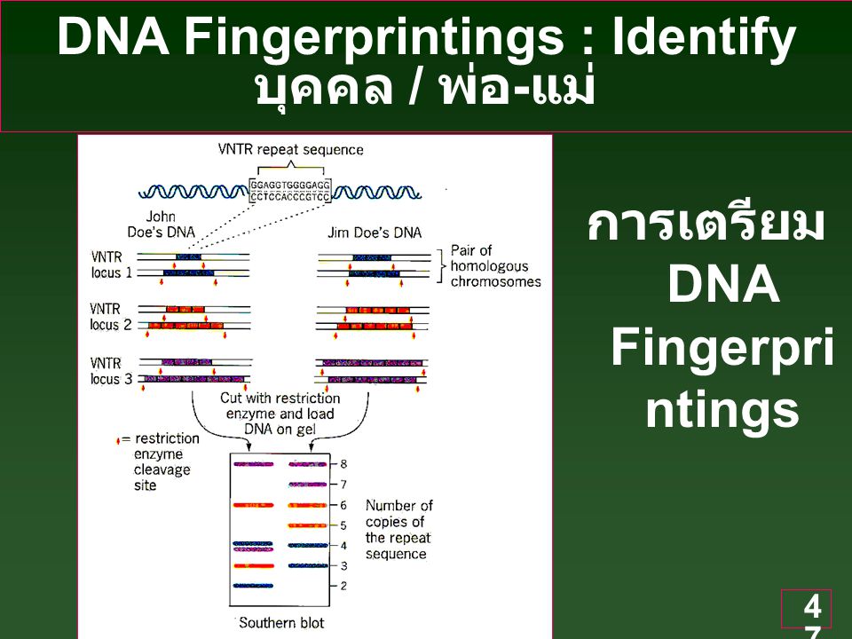 DNA Fingerprintings : Identify บุคคล / พ่อ-แม่