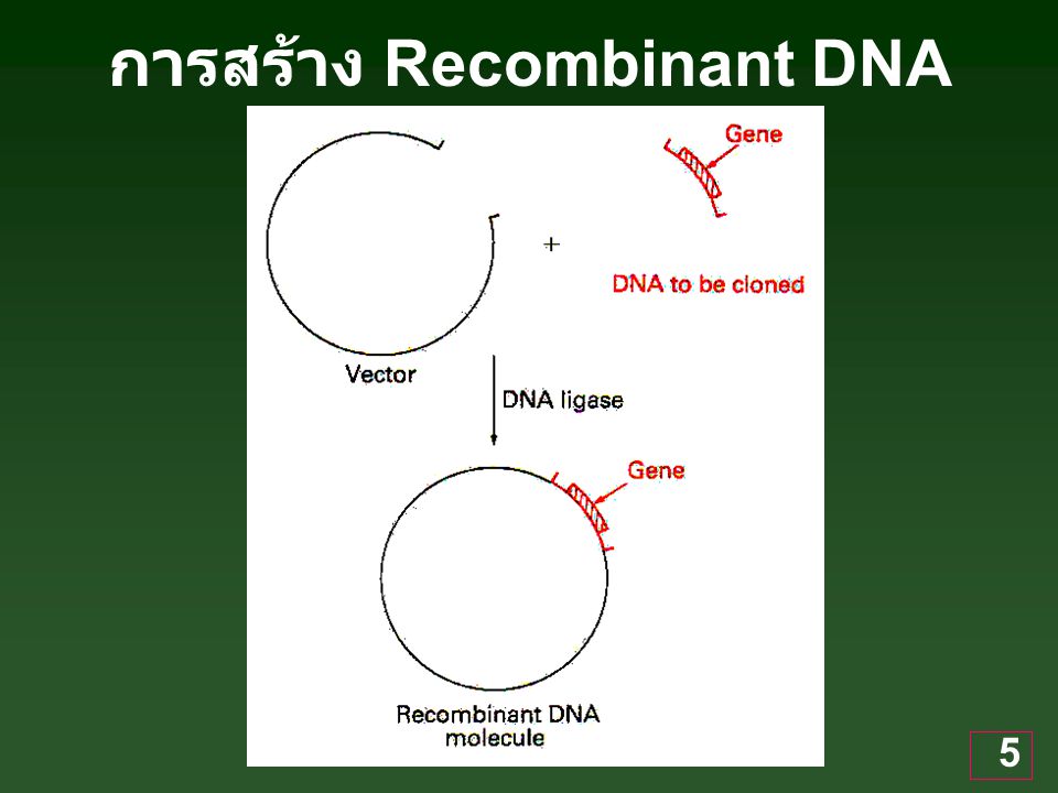 การสร้าง Recombinant DNA