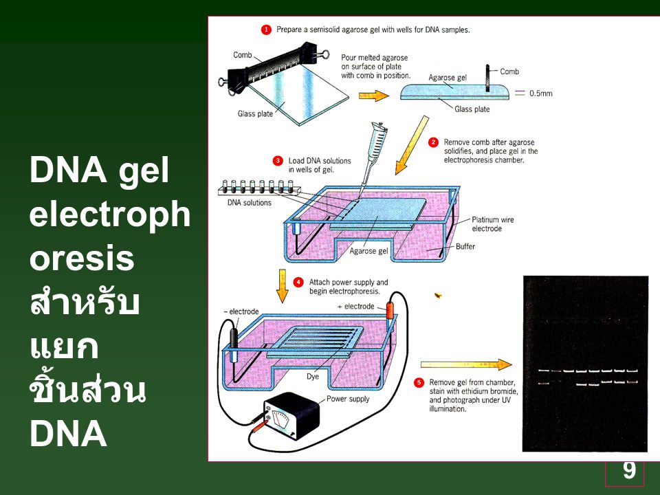 DNA gel electrophoresis สำหรับแยกชิ้นส่วน DNA