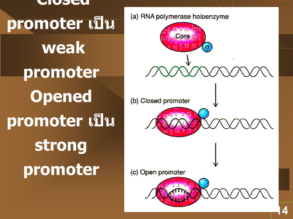 Promoter เมื่อถูกจับด้วย RNA Polymerase Closed promoter เป็น weak promoter Opened promoter เป็น strong promoter