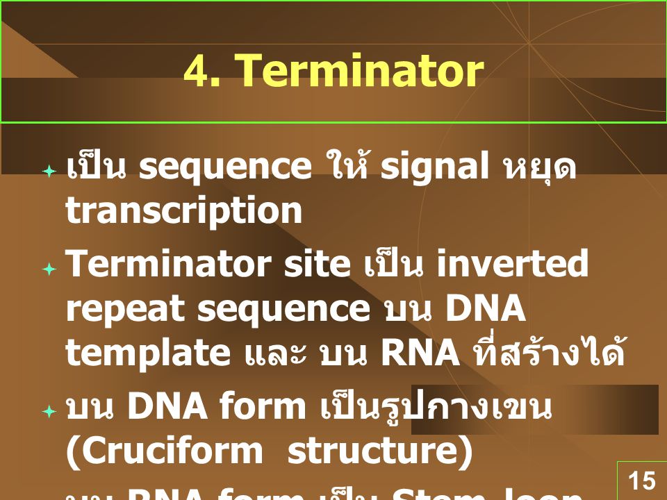 4. Terminator เป็น sequence ให้ signal หยุด transcription