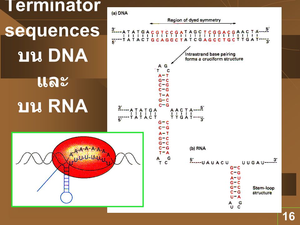 Terminator sequences บน DNA และ บน RNA