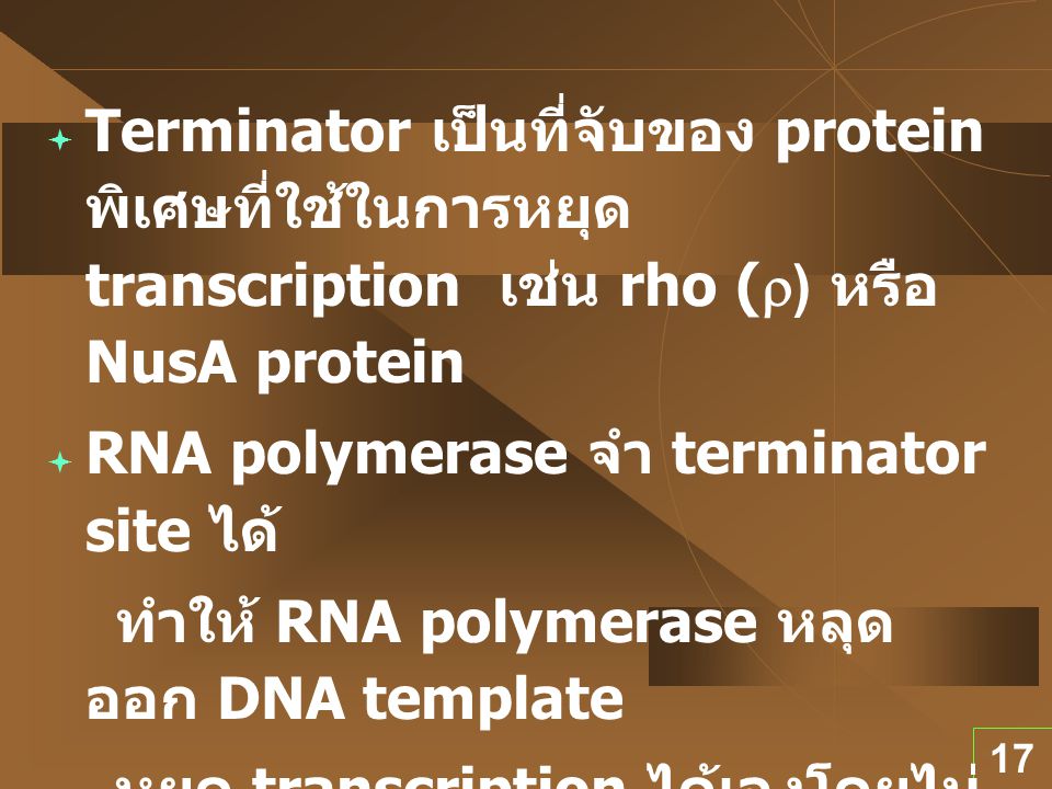 Terminator เป็นที่จับของ protein พิเศษที่ใช้ในการหยุด transcription เช่น rho (r) หรือ NusA protein