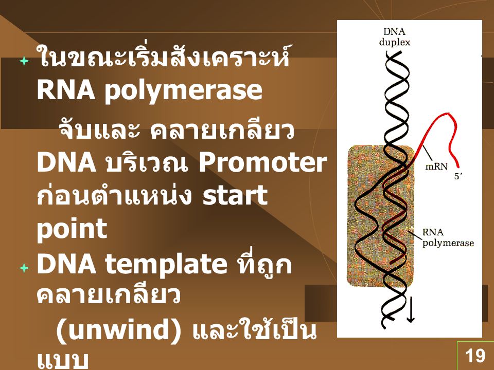 ในขณะเริ่มสังเคราะห์ RNA polymerase