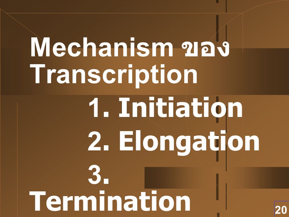 Mechanism ของ Transcription 1. Initiation 2. Elongation 3. Termination