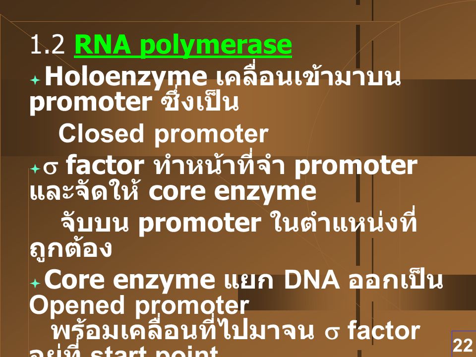 1.2 RNA polymerase Holoenzyme เคลื่อนเข้ามาบน promoter ซึ่งเป็น. Closed promoter. s factor ทำหน้าที่จำ promoter และจัดให้ core enzyme.