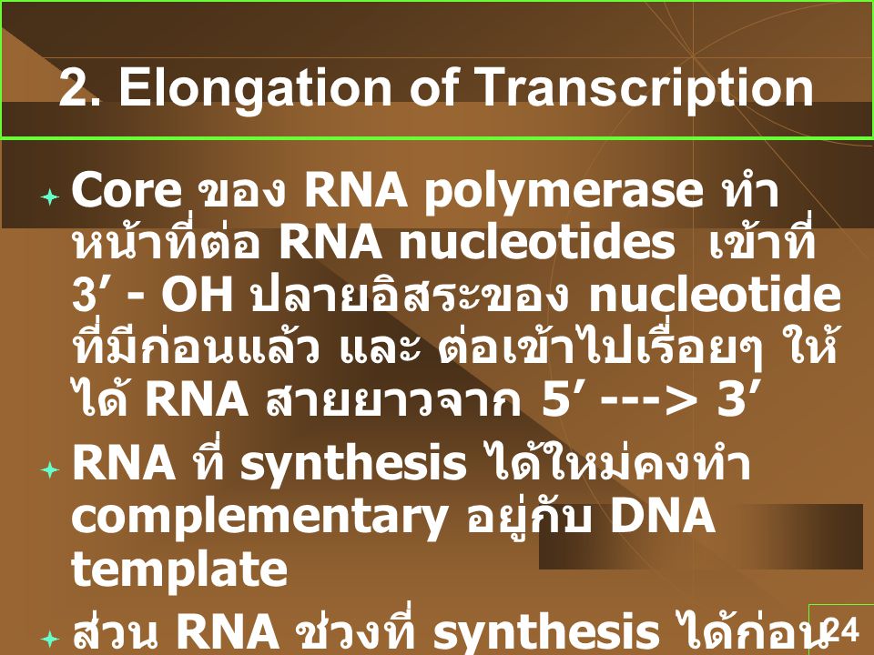2. Elongation of Transcription