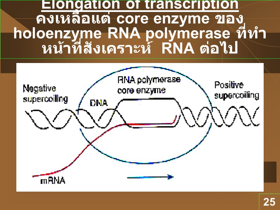 Elongation of transcription คงเหลือแต่ core enzyme ของ holoenzyme RNA polymerase ที่ทำหน้าที่สังเคราะห์ RNA ต่อไป