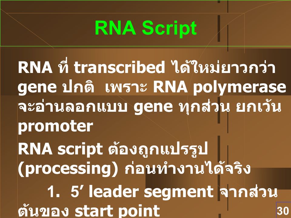 RNA Script RNA ที่ transcribed ได้ใหม่ยาวกว่า gene ปกติ เพราะ RNA polymerase จะอ่านลอกแบบ gene ทุกส่วน ยกเว้น promoter.