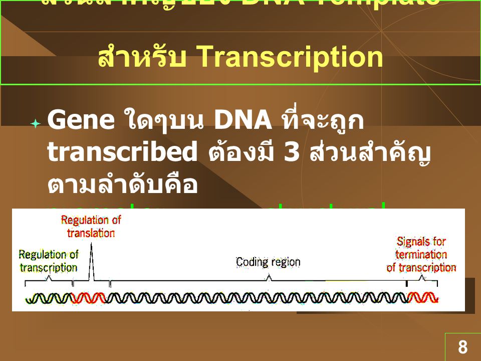 ส่วนสำคัญของ DNA Template สำหรับ Transcription