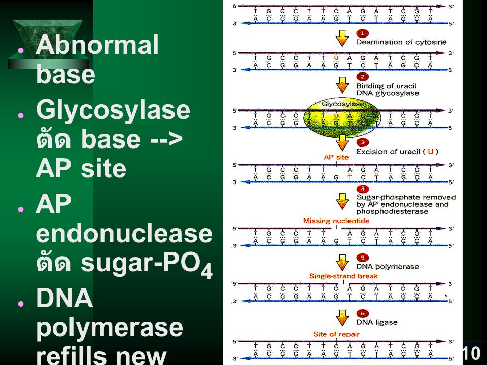 Abnormal base Glycosylase ตัด base --> AP site. AP endonuclease ตัด sugar-PO4. DNA polymerase refills new base.