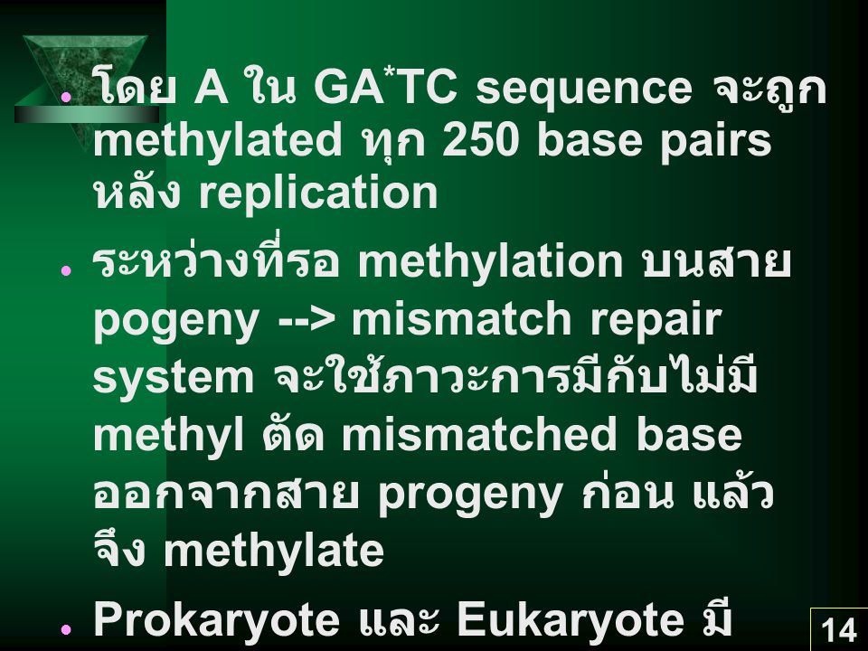 โดย A ใน GA*TC sequence จะถูก methylated ทุก 250 base pairs หลัง replication