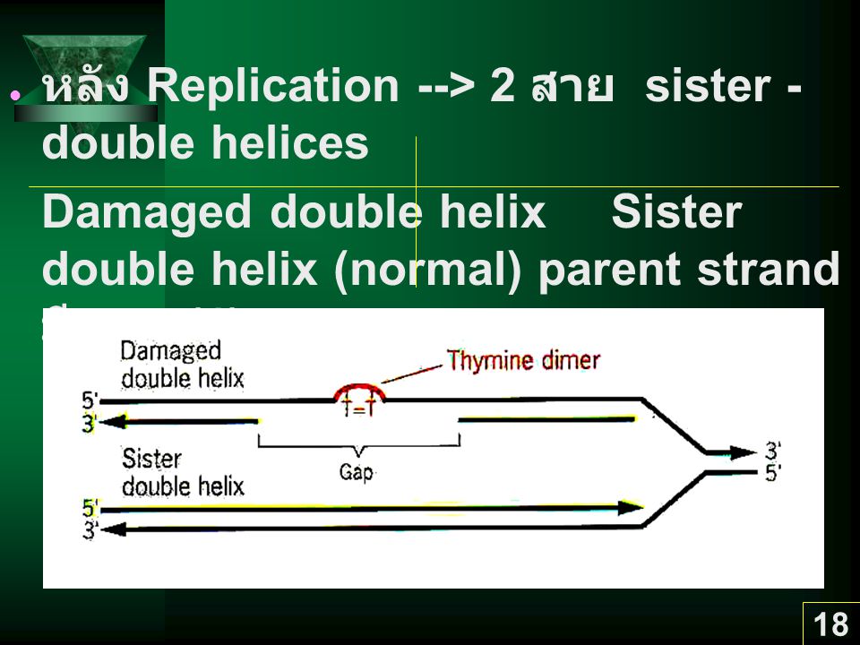หลัง Replication --> 2 สาย sister - double helices