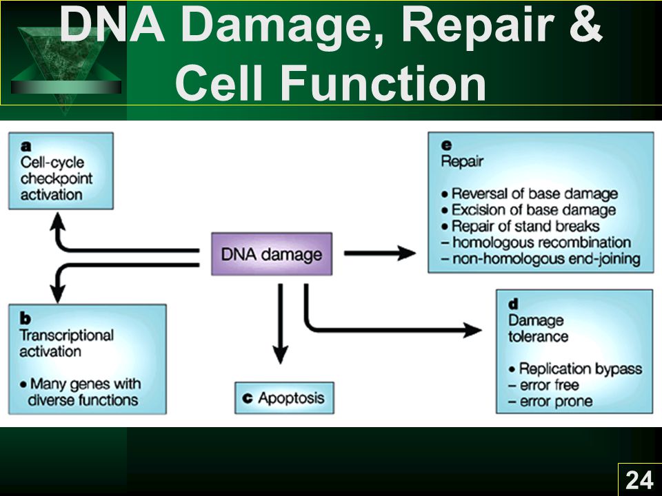 DNA Damage, Repair & Cell Function
