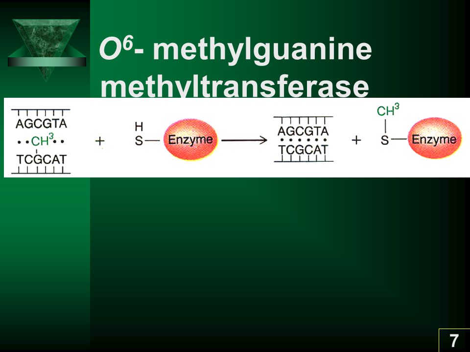 O6- methylguanine methyltransferase