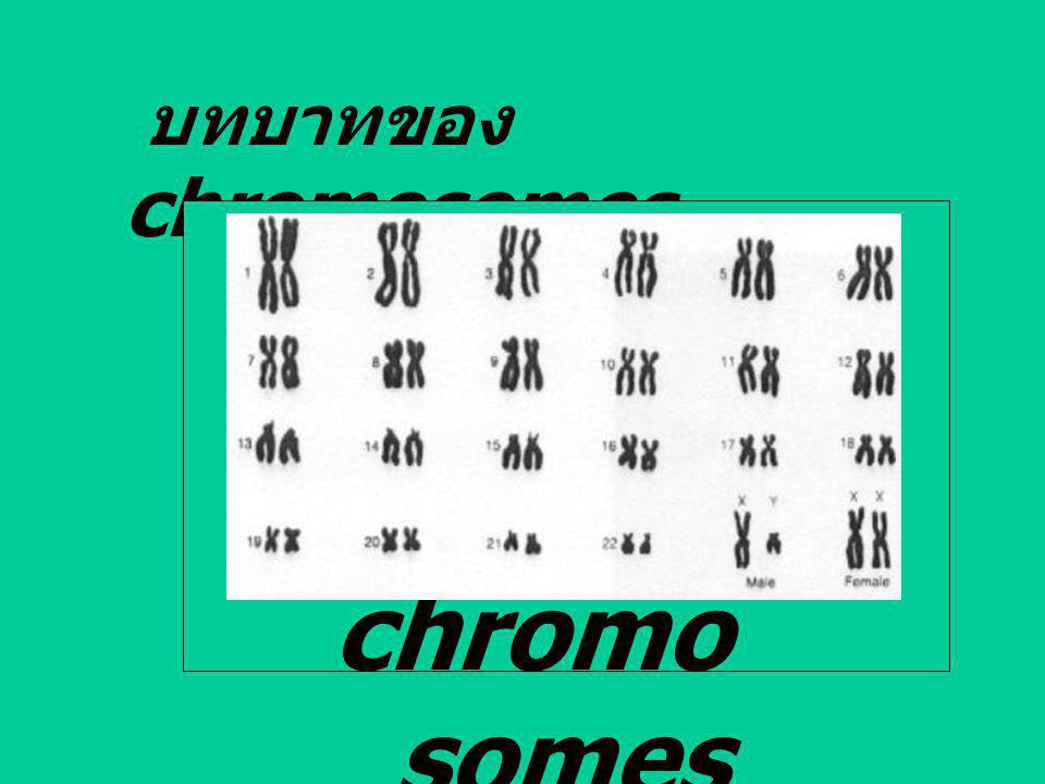 บทบาทของ chromosomes chromosomes