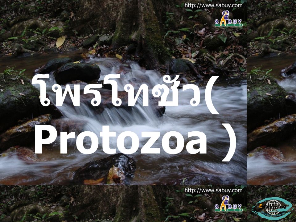 โพรโทซัว( Protozoa )