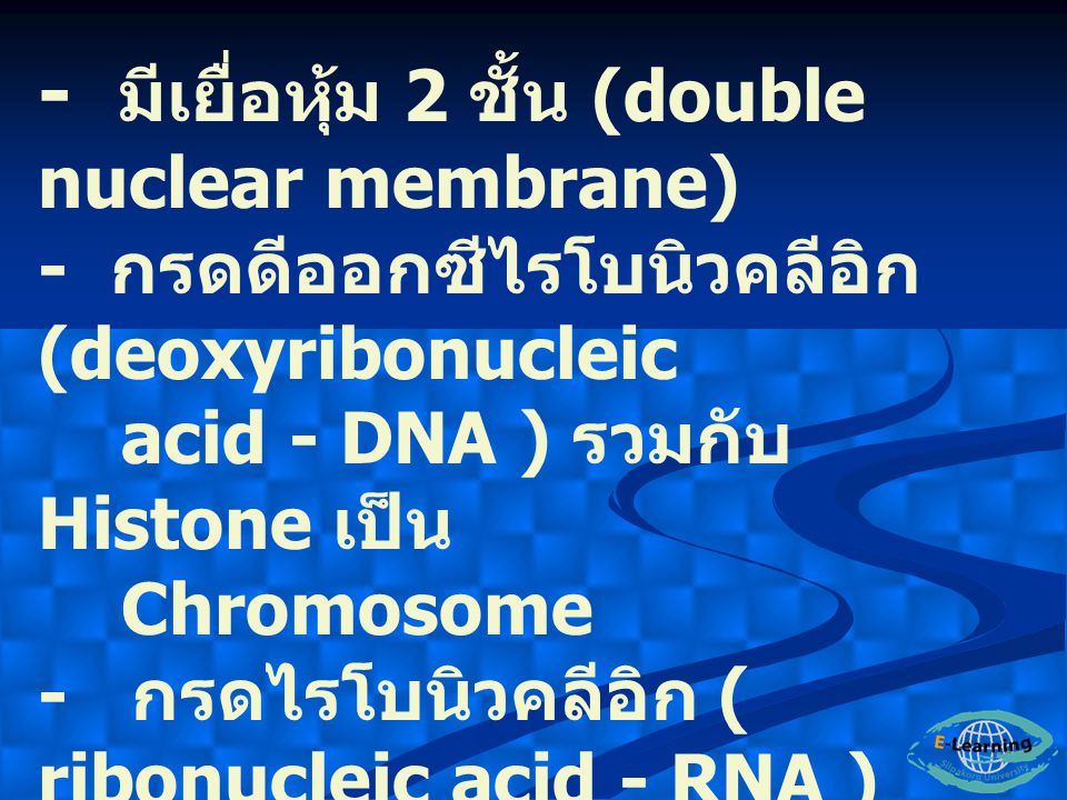 - มีเยื่อหุ้ม 2 ชั้น (double nuclear membrane)