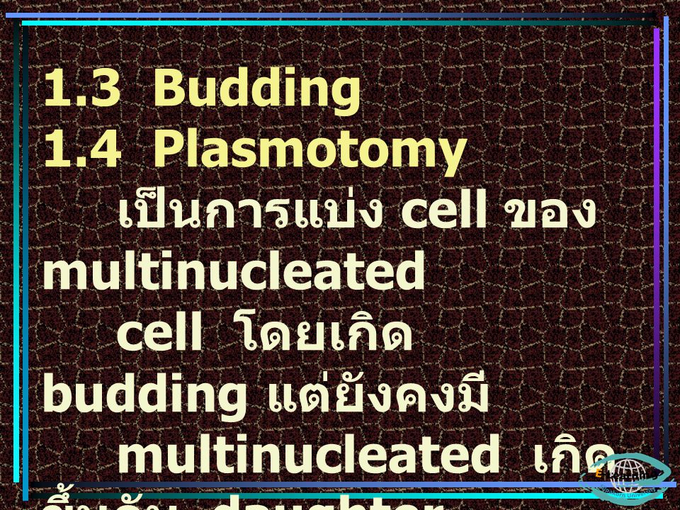 1.3 Budding 1.4 Plasmotomy. เป็นการแบ่ง cell ของ multinucleated. cell โดยเกิด budding แต่ยังคงมี