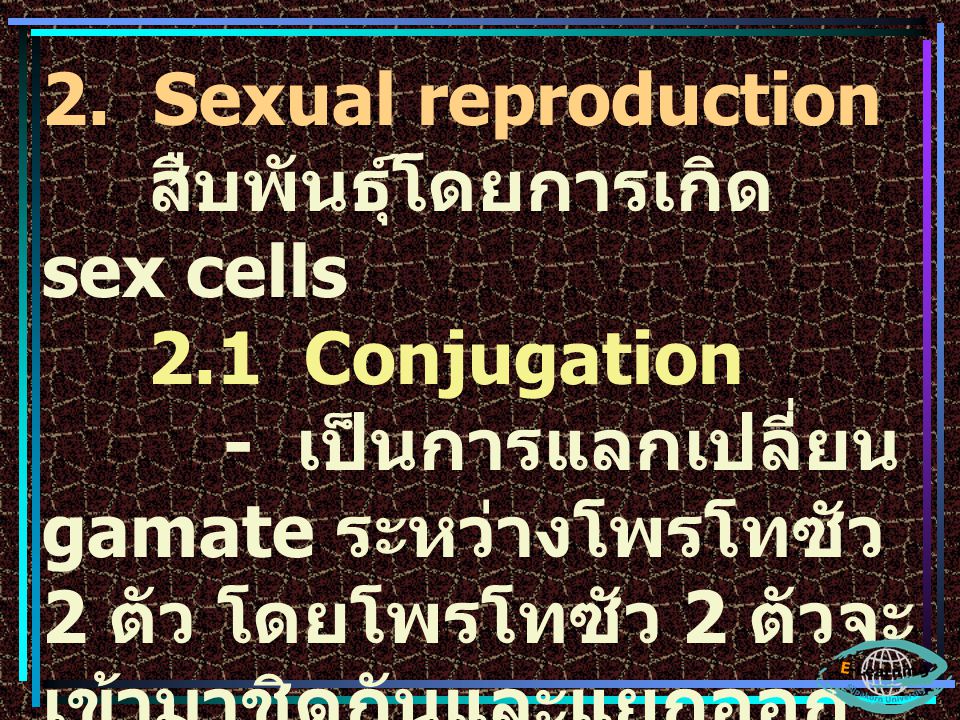 2. Sexual reproduction สืบพันธุ์โดยการเกิด sex cells. 2.1 Conjugation.