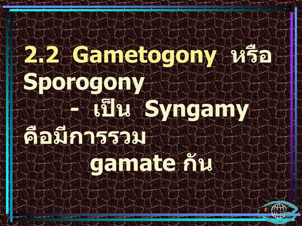 2.2 Gametogony หรือ Sporogony