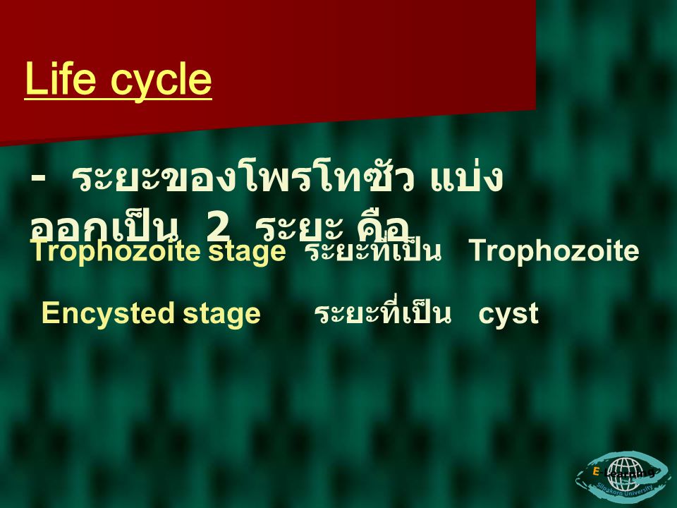 Life cycle - ระยะของโพรโทซัว แบ่งออกเป็น 2 ระยะ คือ