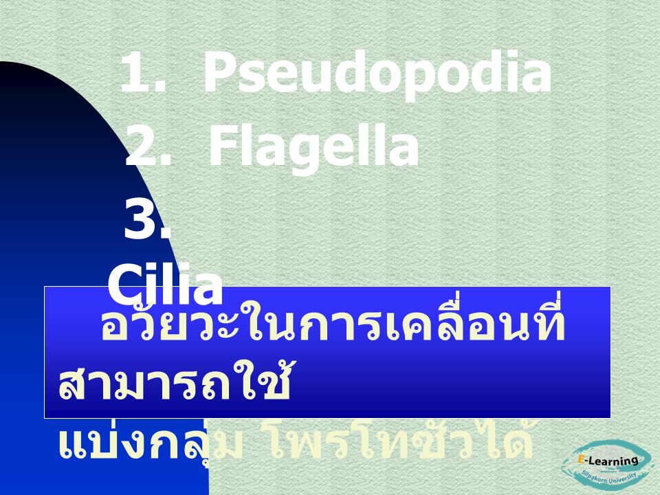 2. Flagella 3. Cilia อวัยวะในการเคลื่อนที่ สามารถใช้