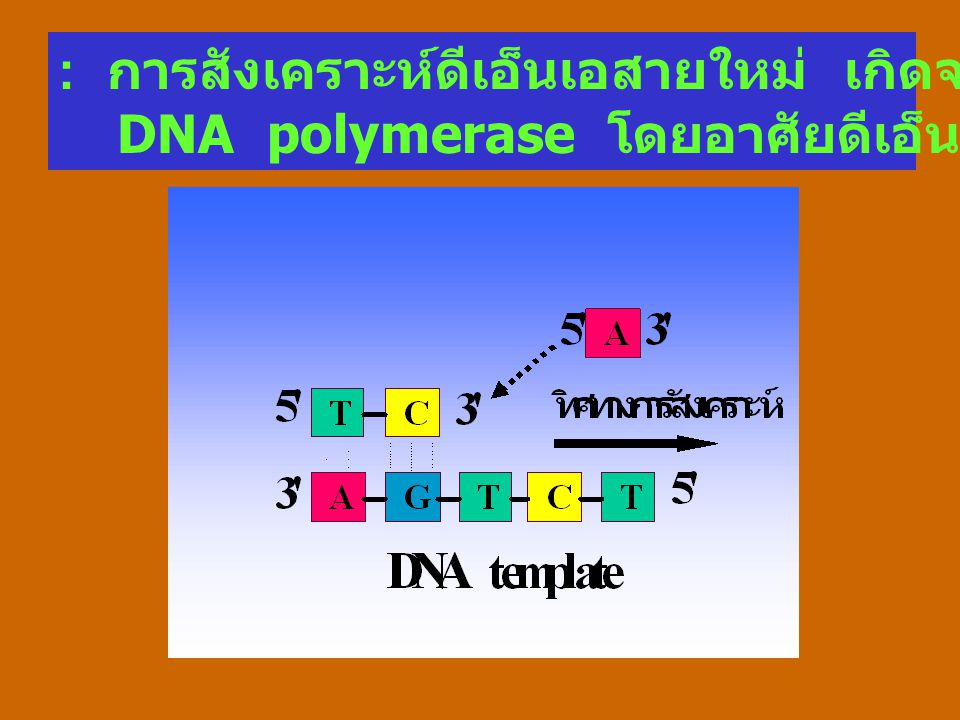 : การสังเคราะห์ดีเอ็นเอสายใหม่ เกิดจากการทำงานของ
