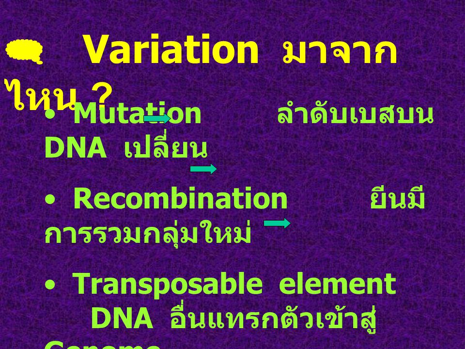  Variation มาจากไหน Mutation ลำดับเบสบน DNA เปลี่ยน