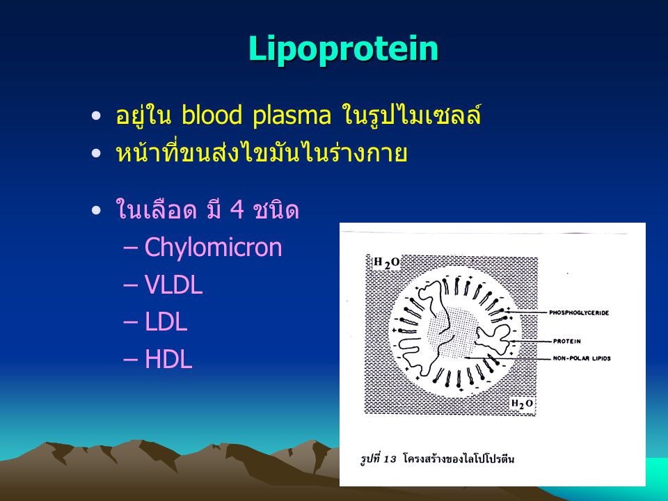 Lipoprotein อยู่ใน blood plasma ในรูปไมเซลล์