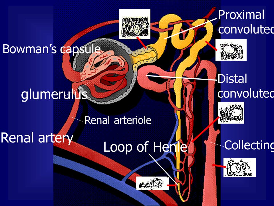 glumerulus Renal artery Loop of Henle Proximal convoluted tubule