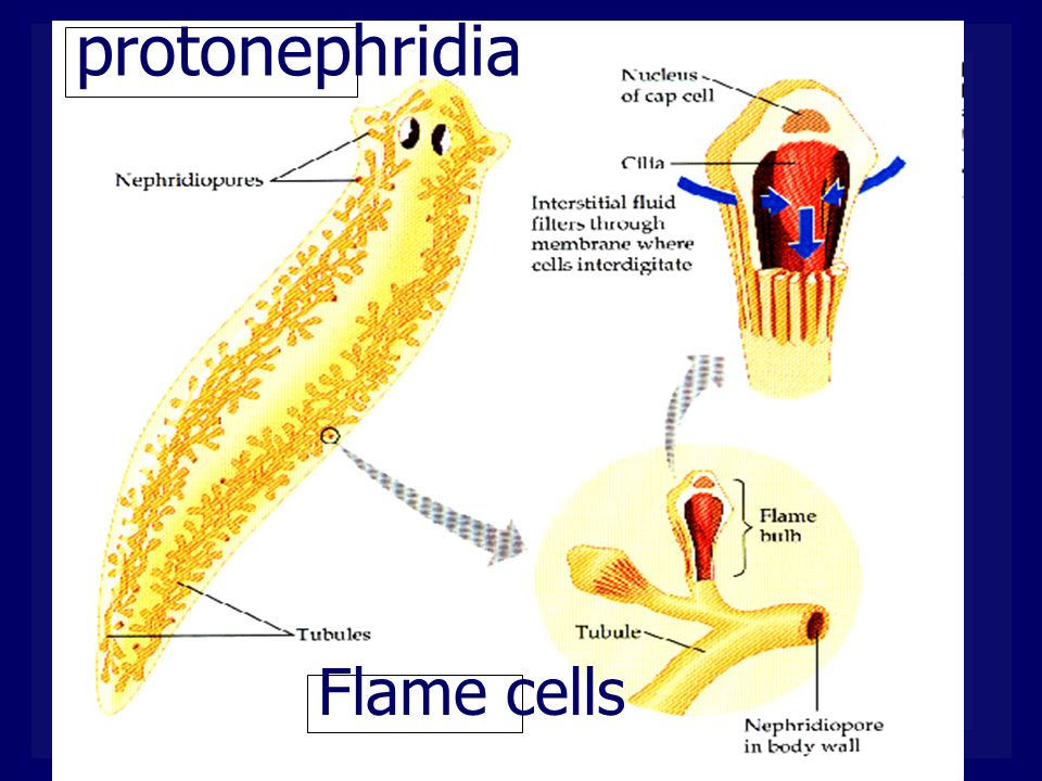 protonephridia Flame cells