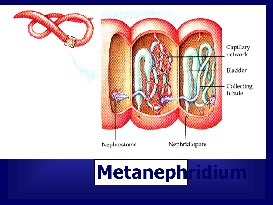Metanephridium