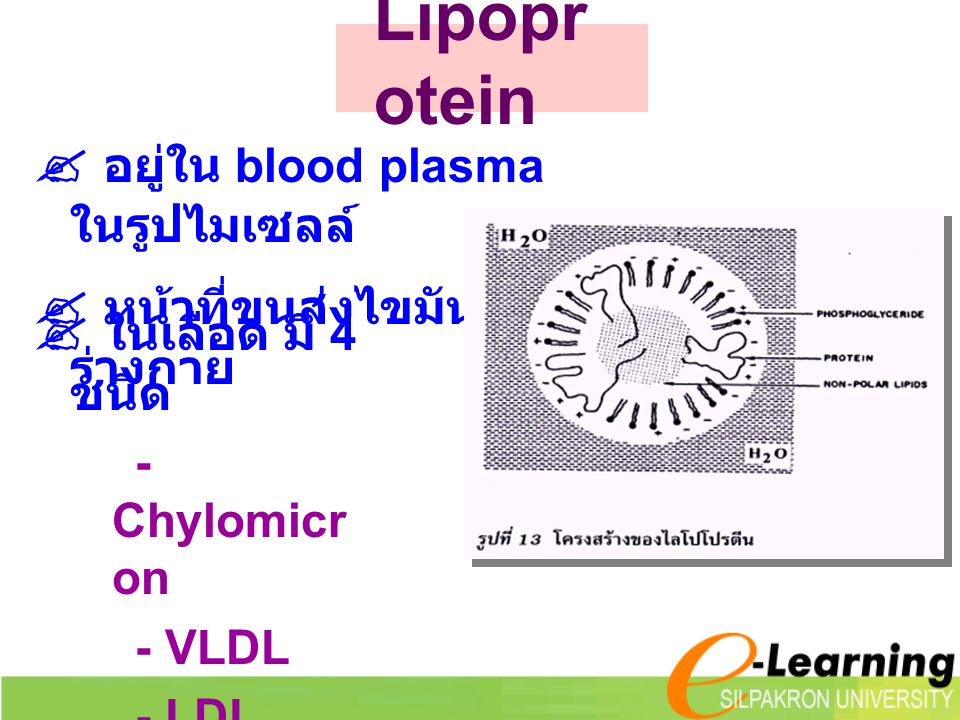Lipoprotein  อยู่ใน blood plasma ในรูปไมเซลล์