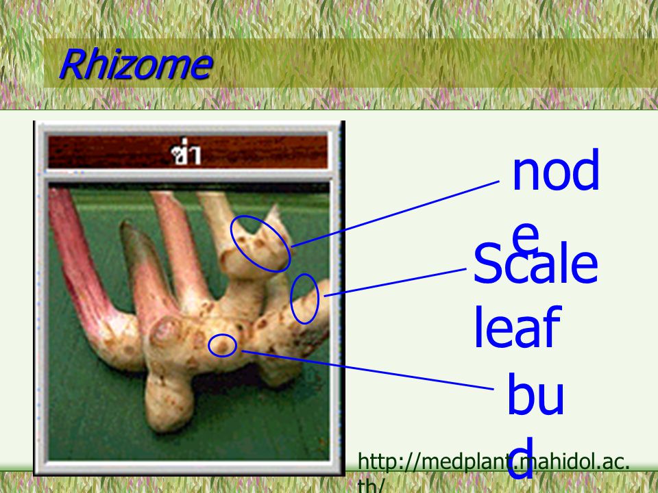 Rhizome node Scale leaf bud