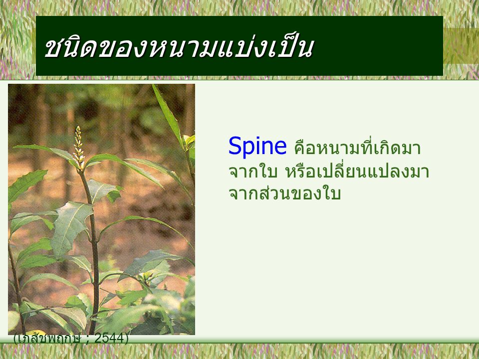 ชนิดของหนามแบ่งเป็น Spine คือหนามที่เกิดมาจากใบ หรือเปลี่ยนแปลงมาจากส่วนของใบ (เภสัชพฤกษ์ ; 2544)
