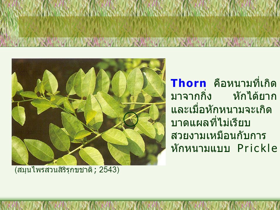Thorn คือหนามที่เกิดมาจากกิ่ง หักได้ยาก และเมื่อหักหนามจะเกิดบาดแผลที่ไม่เรียบสวยงามเหมือนกับการหักหนามแบบ Prickle