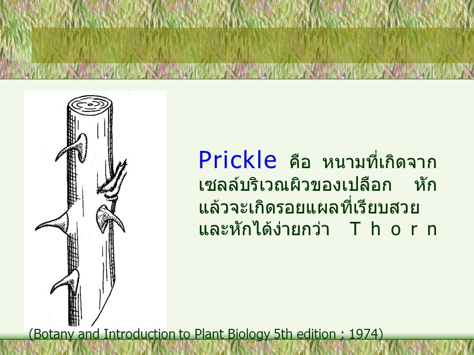 Prickle คือ หนามที่เกิดจากเซลล์บริเวณผิวของเปลือก หักแล้วจะเกิดรอยแผลที่เรียบสวยและหักได้ง่ายกว่า Thorn