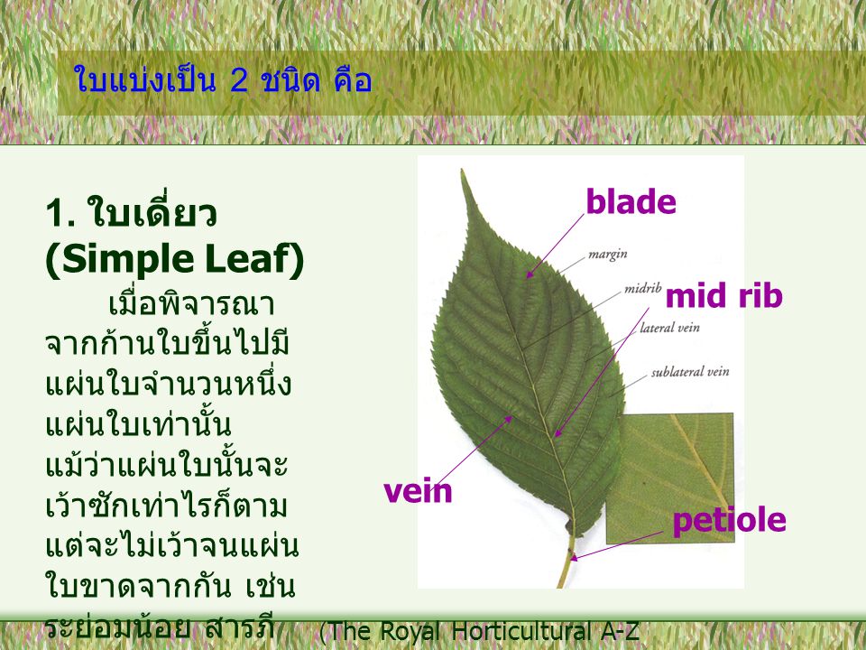 1. ใบเดี่ยว (Simple Leaf)