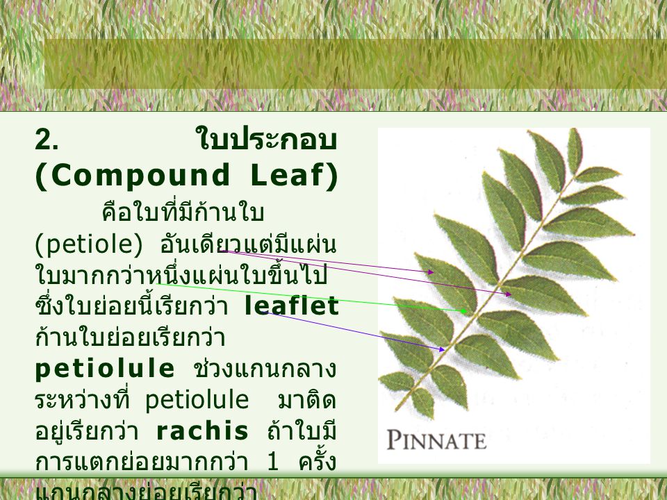 2. ใบประกอบ (Compound Leaf)