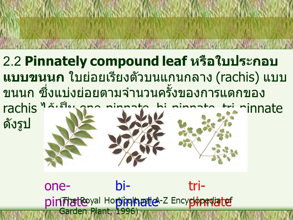 2.2 Pinnately compound leaf หรือใบประกอบแบบขนนก ใบย่อยเรียงตัวบนแกนกลาง (rachis) แบบขนนก ซึ่งแบ่งย่อยตามจำนวนครั้งของการแตกของ rachis ได้เป็น one-pinnate, bi-pinnate, tri-pinnate ดังรูป