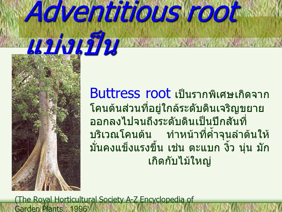 Adventitious root แบ่งเป็น