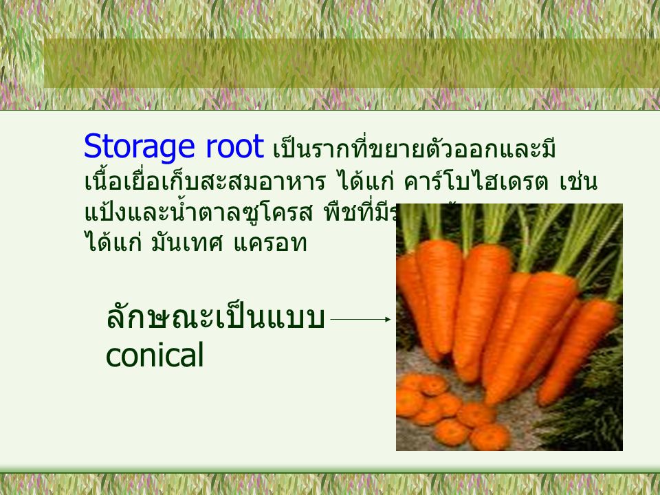 Storage root เป็นรากที่ขยายตัวออกและมีเนื้อเยื่อเก็บสะสมอาหาร ได้แก่ คาร์โบไฮเดรต เช่น แป้งและน้ำตาลซูโครส พืชที่มีรากแก้วสะสมอาหาร ได้แก่ มันเทศ แครอท